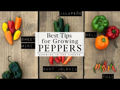 HOW to PLANT and GROW PEPPERS  plus TIPS for growing peppers in HOT CLIMATES