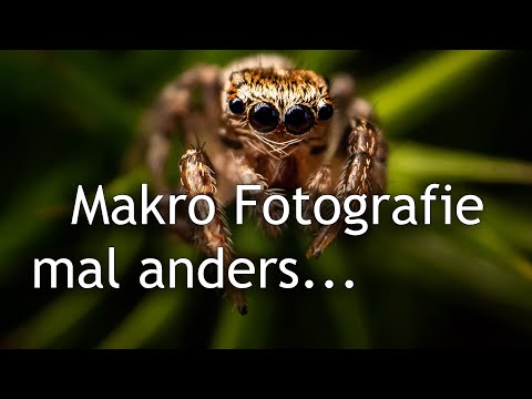 Makro im Wald fotografieren und staunen 😨 Heute mit Laowa 24mm Macro Probe
