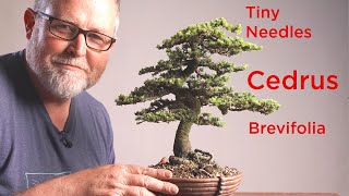 De styling van een korte naald bonsai cyprus ceder in detail
