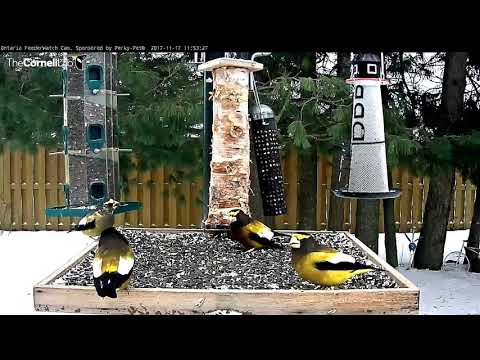 The Interesting Migration Strategies Of Evening Grosbeaks – Nov. 17, 2017