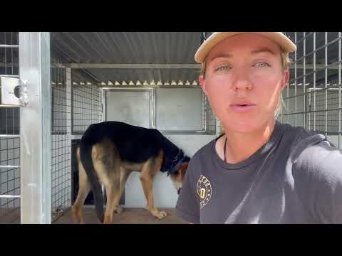 Huntaway Foundation Training - Pip’s Tips! (Insta voted me in)