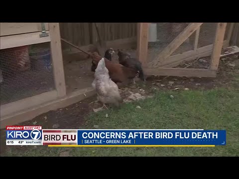 Experts warn backyard chickens at risk of contracting bird flu