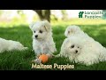 Maltese dogs for sale: Lily - Video 1
