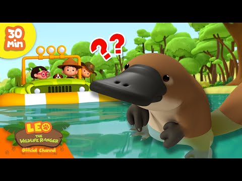 HOME OF THE PLATYPUS?! 🏠 | Webbed Feet Animals | Leo the Wildlife Ranger | Kids Cartoons
