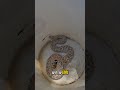 The strangest rattlesnake we've ever seen