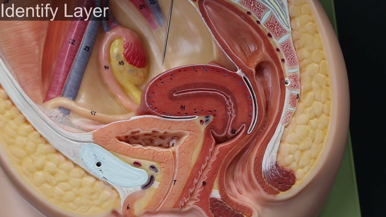 Quiz on Female Reproductive System Structures