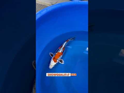 Video Vorschau Teil 1