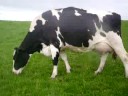 HOLSTEIN COW EX-92