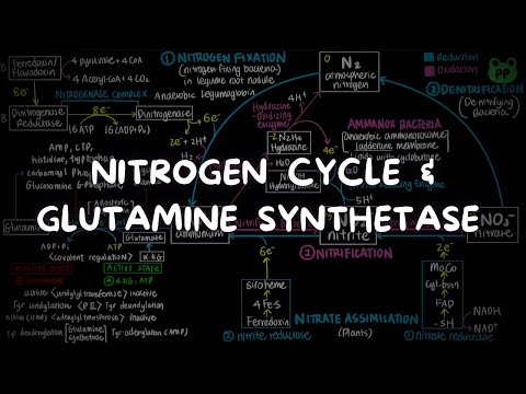 Overview of Nitrogen Metabolism | Nitrogen Metabolism 07 | Biochem | PP Notes | Lehninger Ch. 22.1