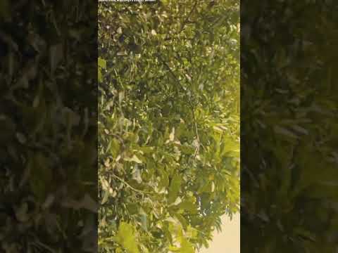 #naturelovers 🌴🌱☁️🌤️@thedailyshotrswith-sushree