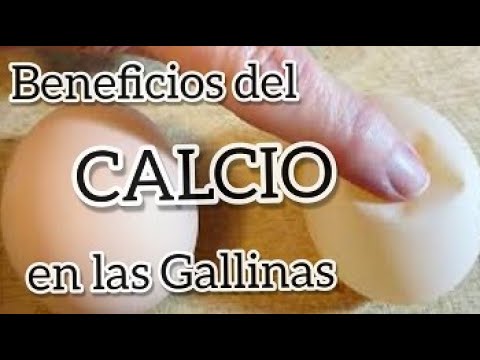, title : 'BENEFICIOS DEL CALCIO EN LAS GALLINAS Y LOS HUEVOS'