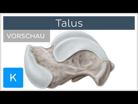 Talus: Anatomie und Funktion (Vorschau) | Kenhub