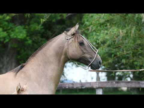 Lote 03 LA CASTELLANA LENTILHA
