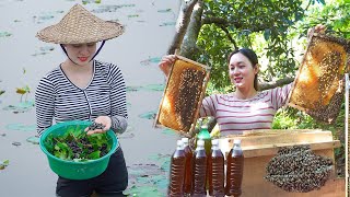 Challenging Harvesting: Honey, Sugarcane, Snails, Melon goes to Market Sell - Cooking | My Free Life