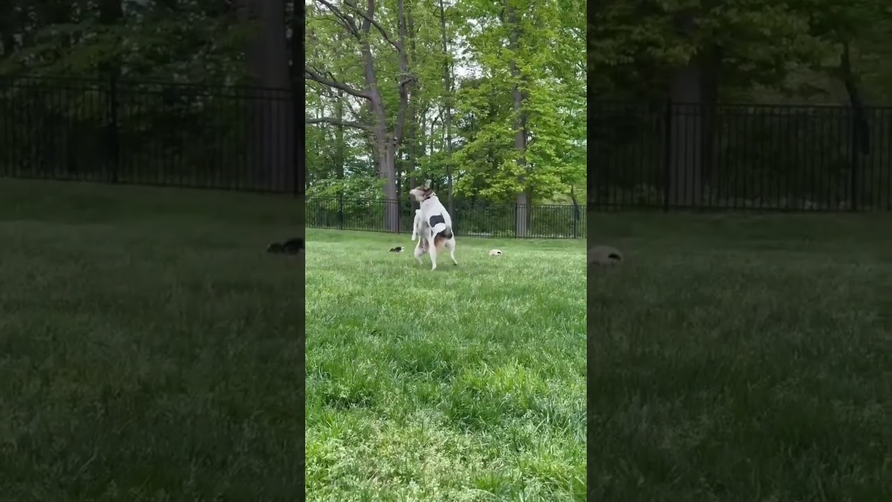 Billy, a Adoptable mixed breed in Thornhill, ON video 6/6