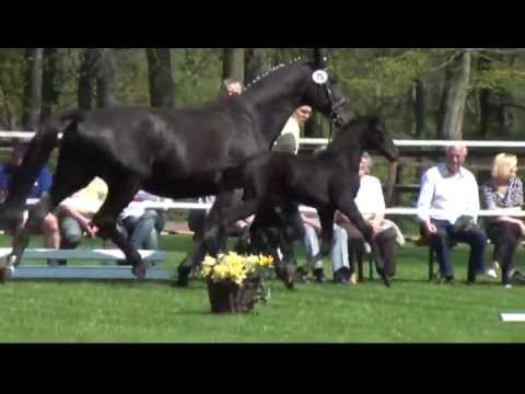 Stutfohlen von Don Index a.d. Donna v. Don Frederico / Grandseigneur