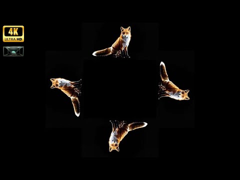 PYRAMID ANIMALS IN 3D: HYPER-REALISTIC HOLOGRAM! MUST-SEE CREATURES ON ABSOLUTE BLACK SCREEN!