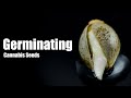 Germinating A Cannabis Seed