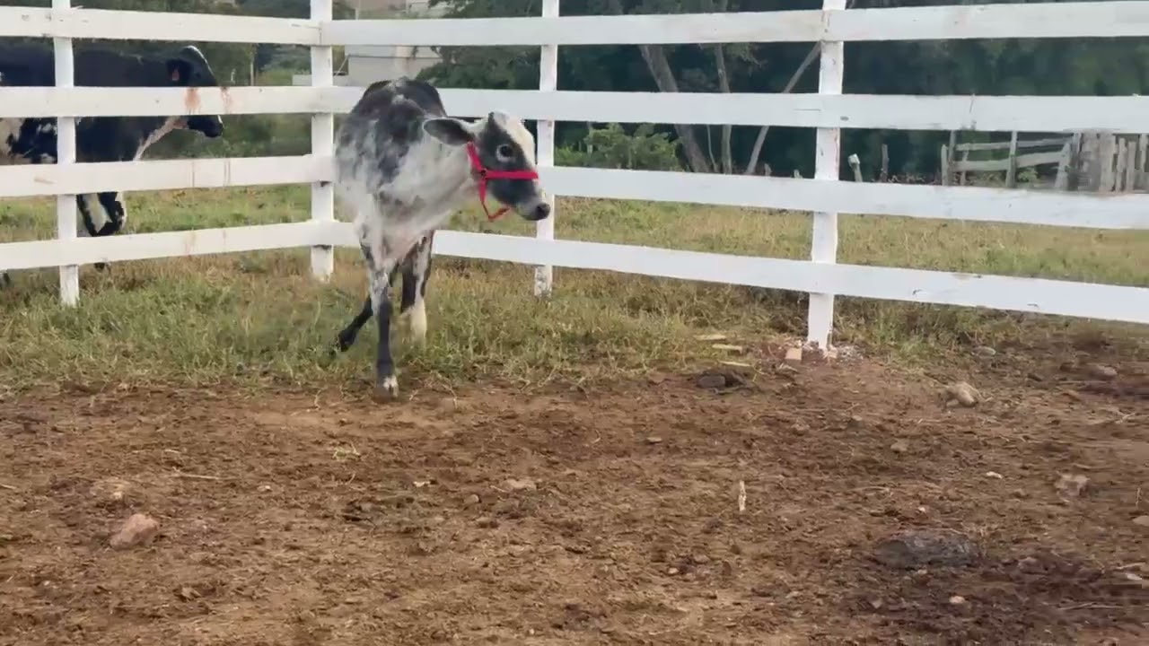 LOTE 67 - 01 BEZERRA  3/4