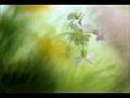 Fields of Innocents-Connie Dover "Cantus"