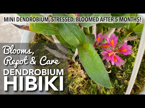 , title : 'DENDROBIUM HIBIKI Blooms | How To Repot & How To Care for Dendrobium Hibiki | Orchid In Bloom'