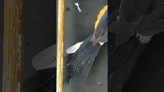 Download lagu Ngintip cewek mandi❌ ngintip murai mandi👻#birds #murai #muraibatu #mandi #water #burung #burung mp3 Download lagu Ngintip cewek mandi❌ ngintip murai mandi👻#birds #murai #muraibatu #mandi #water #burung #burung mp3