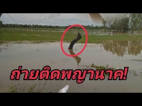ทึ่ง! ถ่ายติดพญานาค!(เพื่อความบันเทิง)