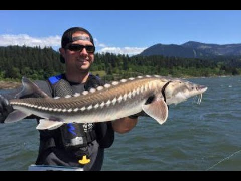 Exploring the St. Clair River ecosystem.