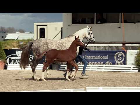 Hf v Sir Donnerhall x Royal Diamond x Rubino Rosso 2021