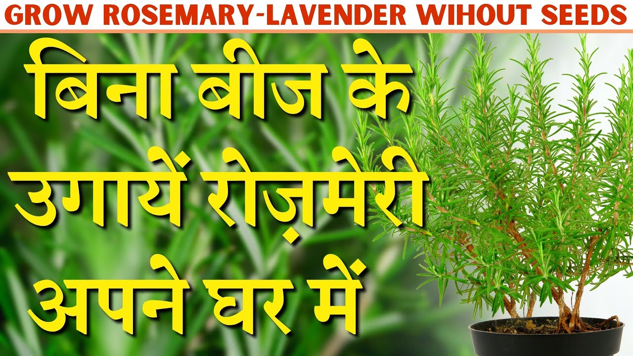 बिना बीज के उगायें रोज़मेरी अपने घर में इस आसान तरीके से || Grow Rosemary without Seeds || ROSEMARY