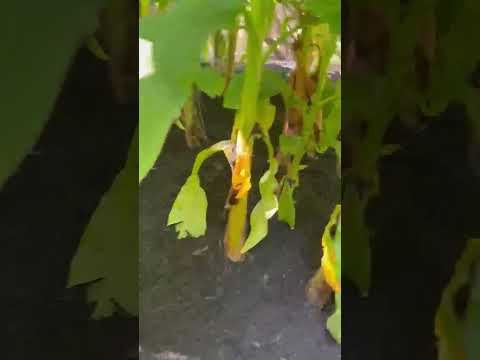 Salazar A Landscaper project video