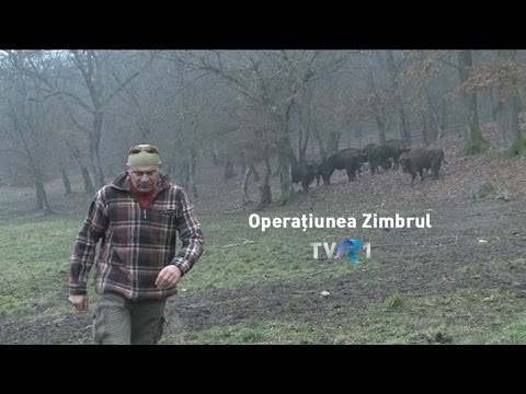 Natură şi aventură: Operațiunea Zimbrul (@TVR1)