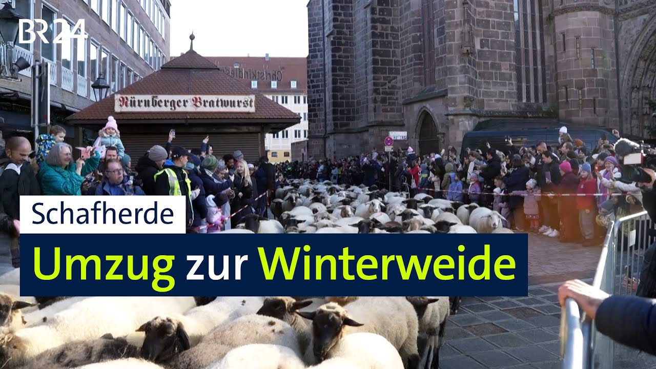 Hunderte Schafe ziehen mitten durch die Nürnberger Altstadt | BR24