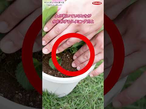 シスタス・ラダニファー