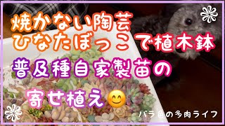 【多肉植物】【ガーデニング】焼かない陶芸　ひなたぼっこで植木鉢　普及種自家製苗の寄せ植え😊