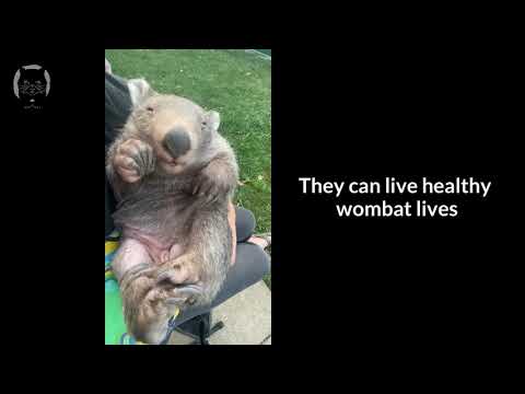 Burrows of Hope: Wombat Sanctuary Fund