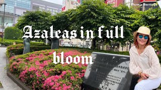 “Azaleas in full bloom”