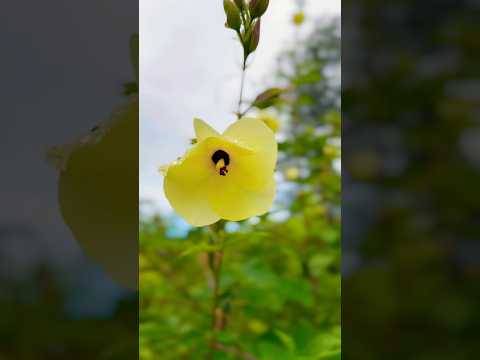 Beauty of nature 🌼 #flowers