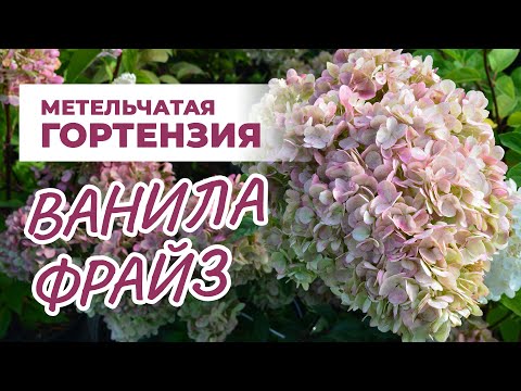 фото декоративные растения, гортензия 0