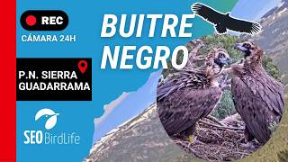 BUITRE NEGRO 🔴 DIRECTO P. N. Sierra de Guadarrama live webcam