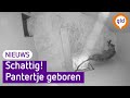 Dierentuin is een pantertje rijker, beleef de geboorte mee