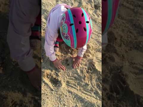 White Line Sphinx Caterpillar