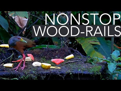 Nonstop Gray-cowled Wood-Rails On The Panama Fruit Feeder – Dec. 3, 2021