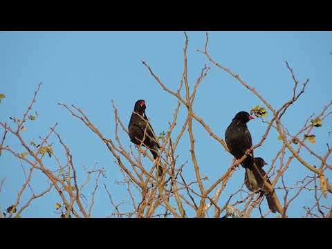 Byvoliar červenozobý (Bubalornis niger) — správanie, biotop a hlas
