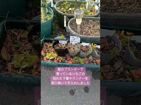 ディプラデニアはなぜ葉を失うのですか？花の手入れに関する重要なヒント + ビデオチュートリアル  庭園