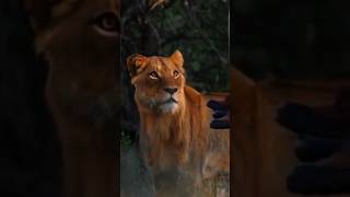 Download lagu #salamaleykum #memes #viral #video #viralshorts #mut #shomikoron #lion mp3 Download lagu #salamaleykum #memes #viral #video #viralshorts #mut #shomikoron #lion mp3