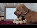 Miniature Dachshund dogs for sale: Silver  - Video 1