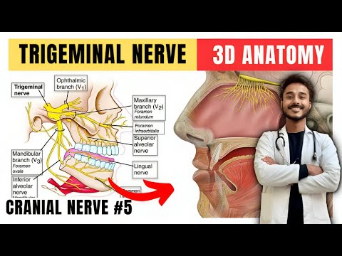 trigeminal nerve anatomy | fifth cranial nerve anatomy | maxillary nerve anatomy