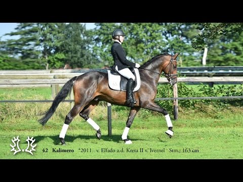 42   Kalimero   2011   v  Elfado a d  Kreta II v  Ivernel   Stm  163 cm