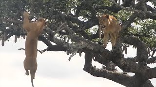 What Will Happen if The Lion King Climbs The Tree?